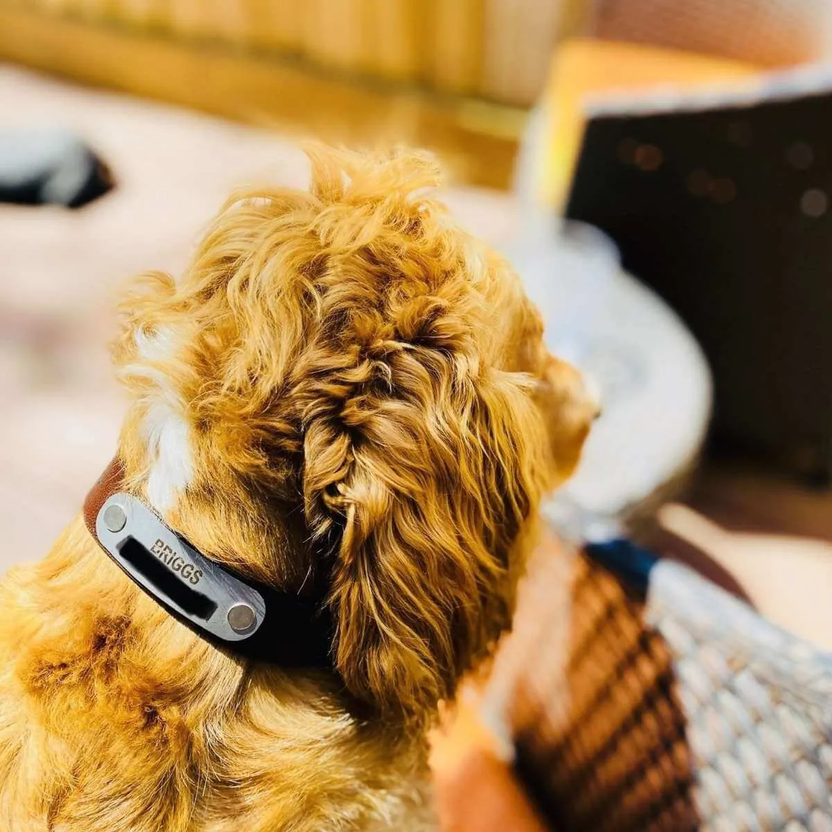 Handmade Leather Dog Collar