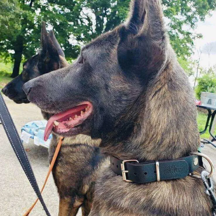 Handmade Leather Dog Collar