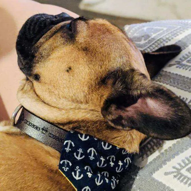 Handmade Leather Dog Collar