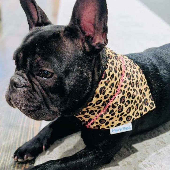 Handmade Leather Dog Collar